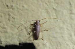 صورة Malacopterus