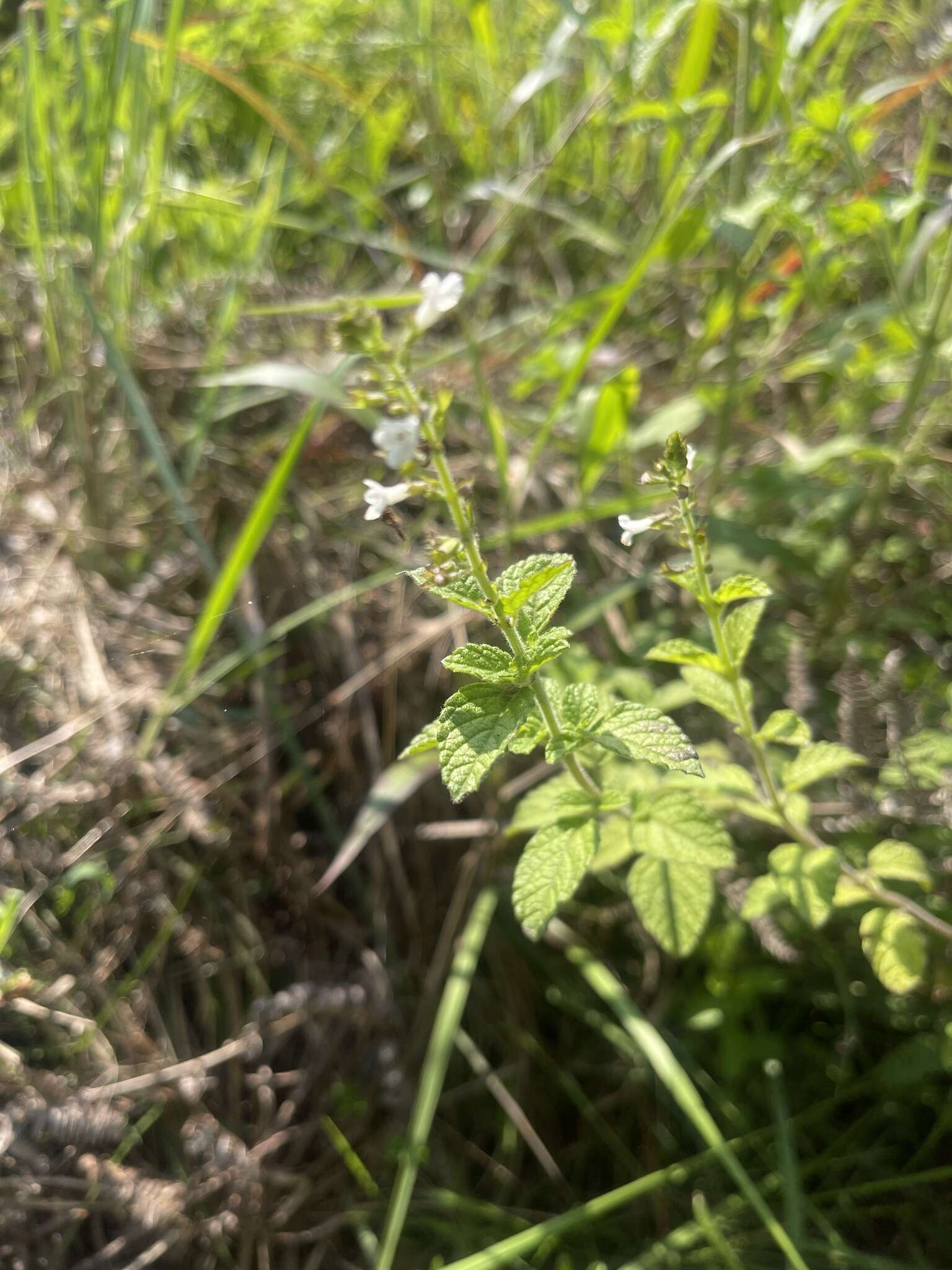 Imagem de Endostemon obtusifolius (E. Mey.) N. E. Br.