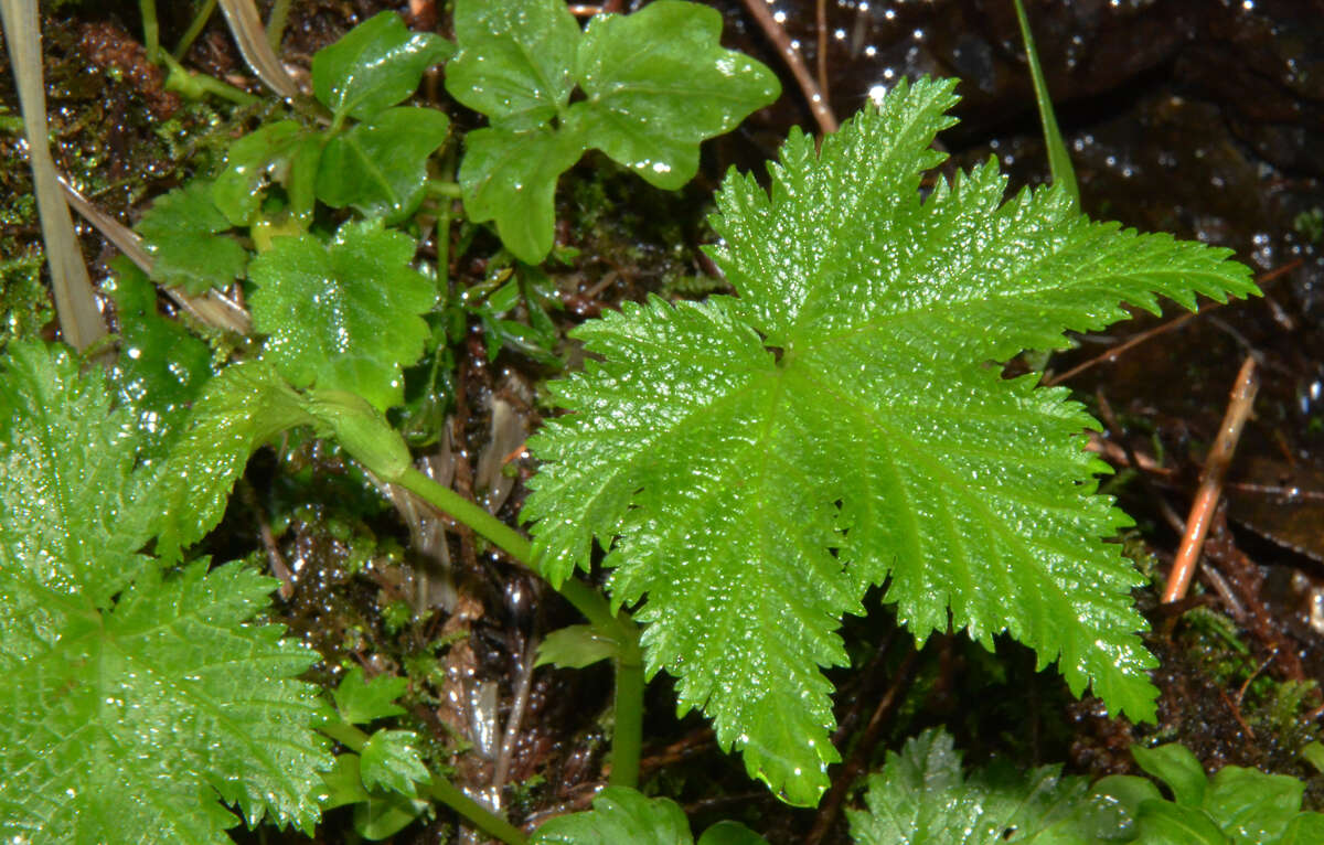 Plancia ëd Filipendula occidentalis (S. Wats.) T. J. Howell