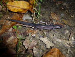 Image of Northern Gray-cheeked Salamander