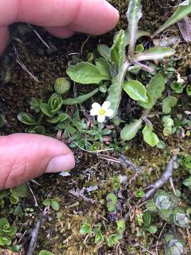 Sivun Saxifraga androsacea L. kuva