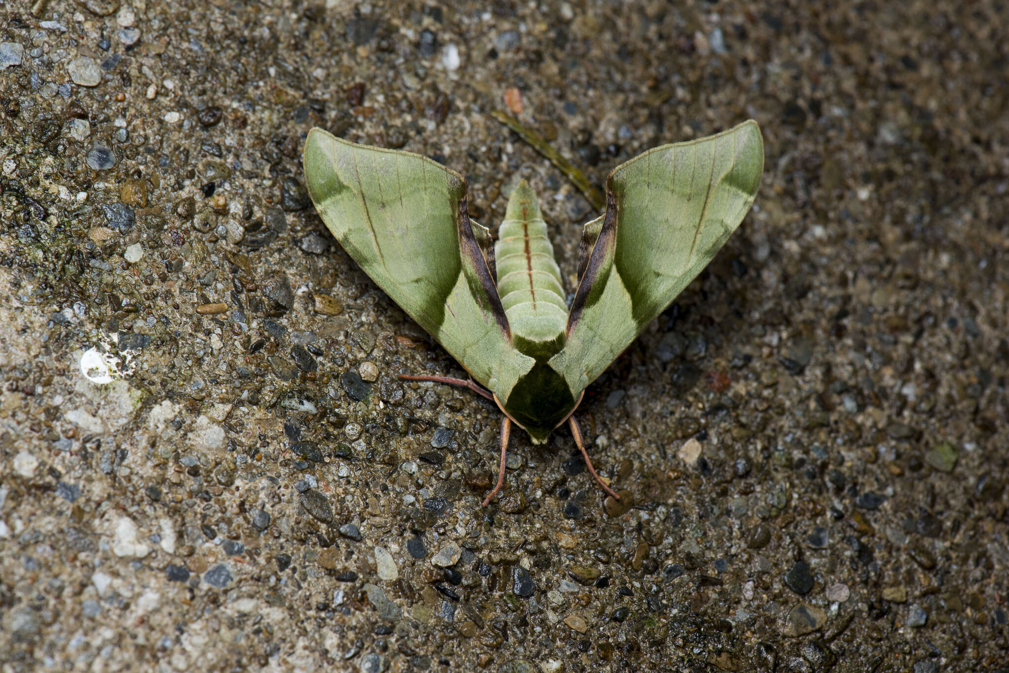 Image de Callambulyx tatarinovii formosana Clark 1935