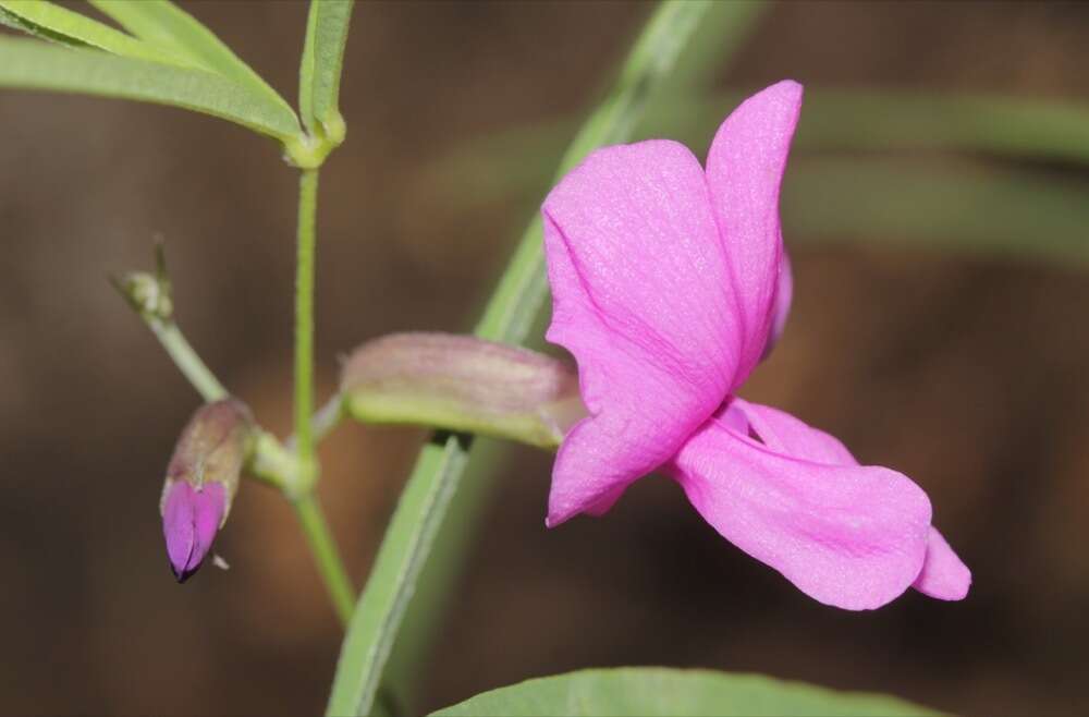 Image of longleaf cologania