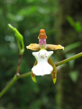 Image of Cyrtochiloides panduriformis (Ames & C. Schweinf.) N. H. Williams & M. W. Chase