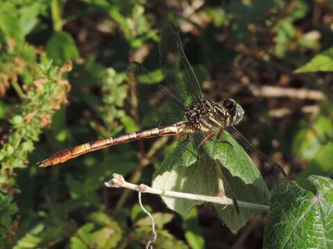 Image of Broad-striped Forceptail