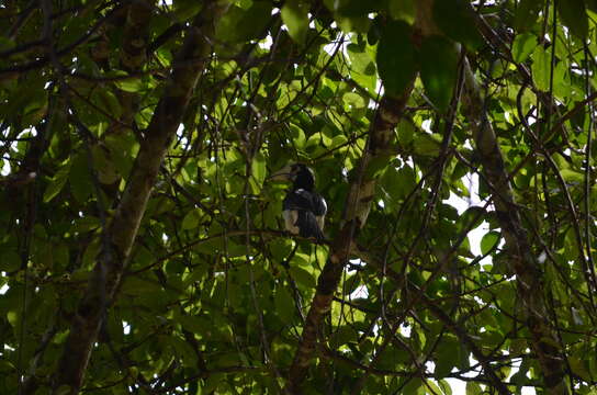 Image of Oriental Pied Hornbill