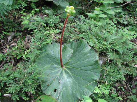 Image of Begonia monophylla Pav. ex A. DC.