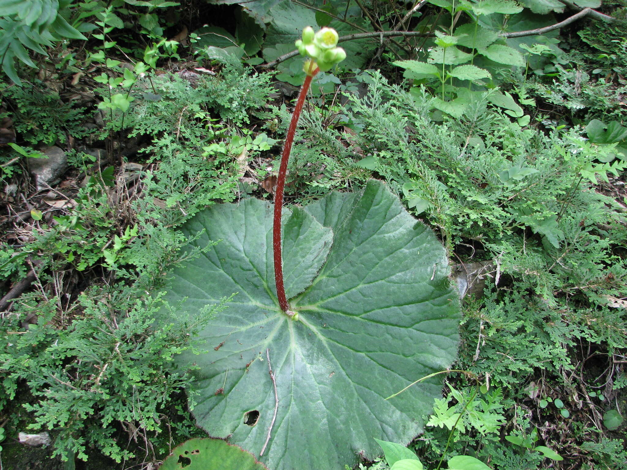 Слика од Begonia monophylla Pav. ex A. DC.