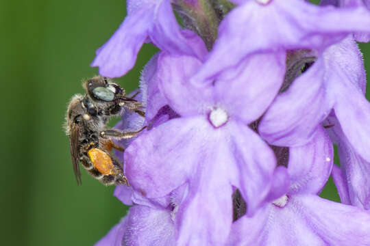 Image of Calliopsis andreniformis Smith 1853