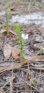 Image of Rough False Hedge-Nettle