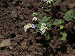 Image of Heliotropium geissei F. Phil. ex Phil.