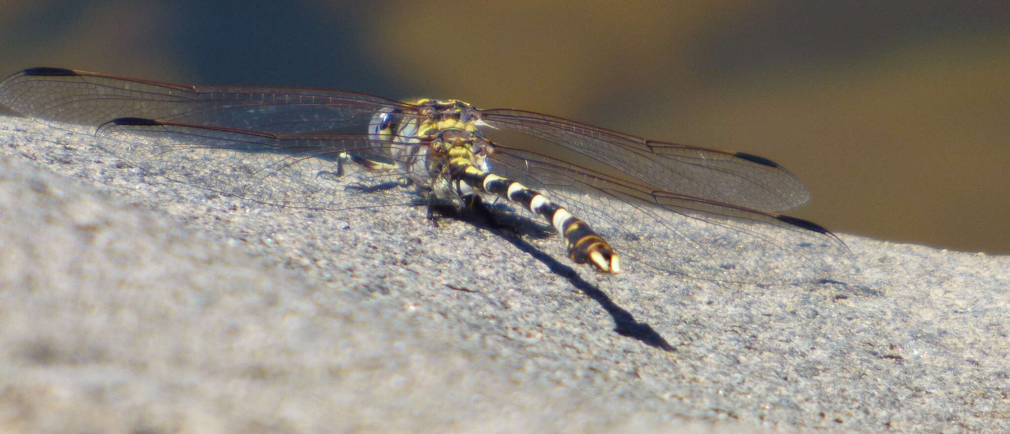 صورة Progomphus borealis McLachlan ex Selys 1873