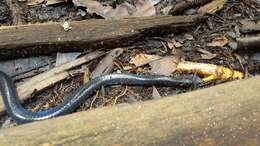 Image of Reuss' Water Snake