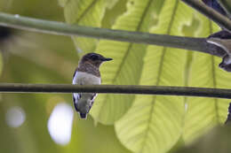 Image of West African Wattle-eye