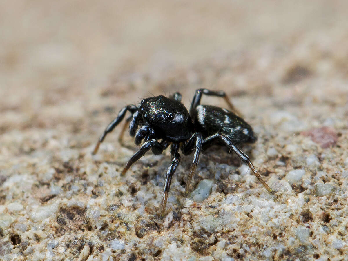 Image of Heliophanus curvidens (O. Pickard-Cambridge 1872)