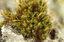 Image of <i>Ulota bruchii</i>