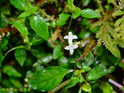 Image of Neanotis formosana (Hayata) W. H. Lewis