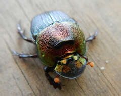 Image of Rainbow Scarab