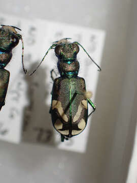 Image of Badlands tiger beetle