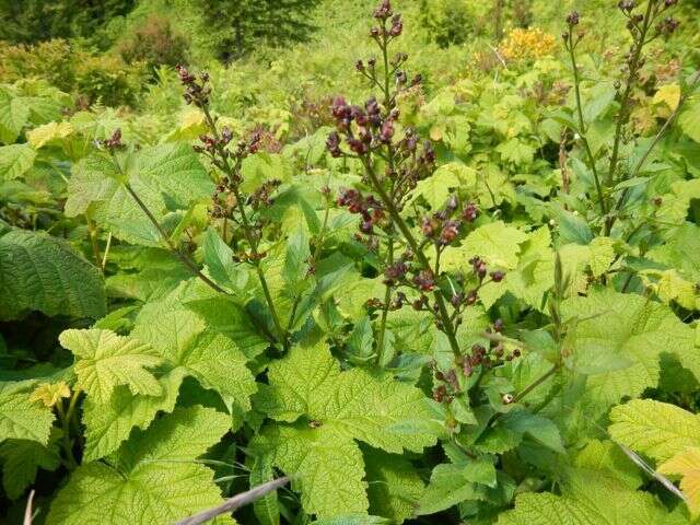 Scrophularia oregana Pennell resmi