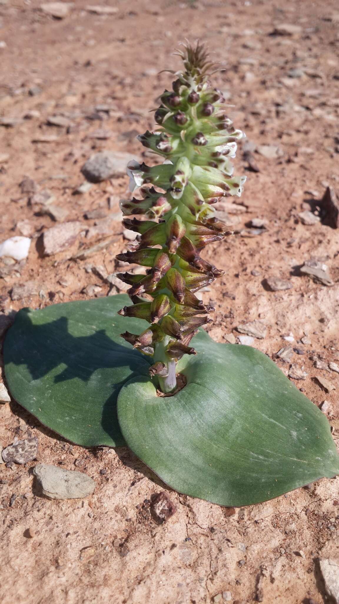 Image of Lachenalia undulata Masson ex Baker