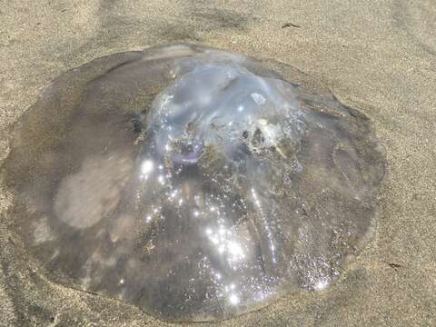 Image of Pacific moon jelly