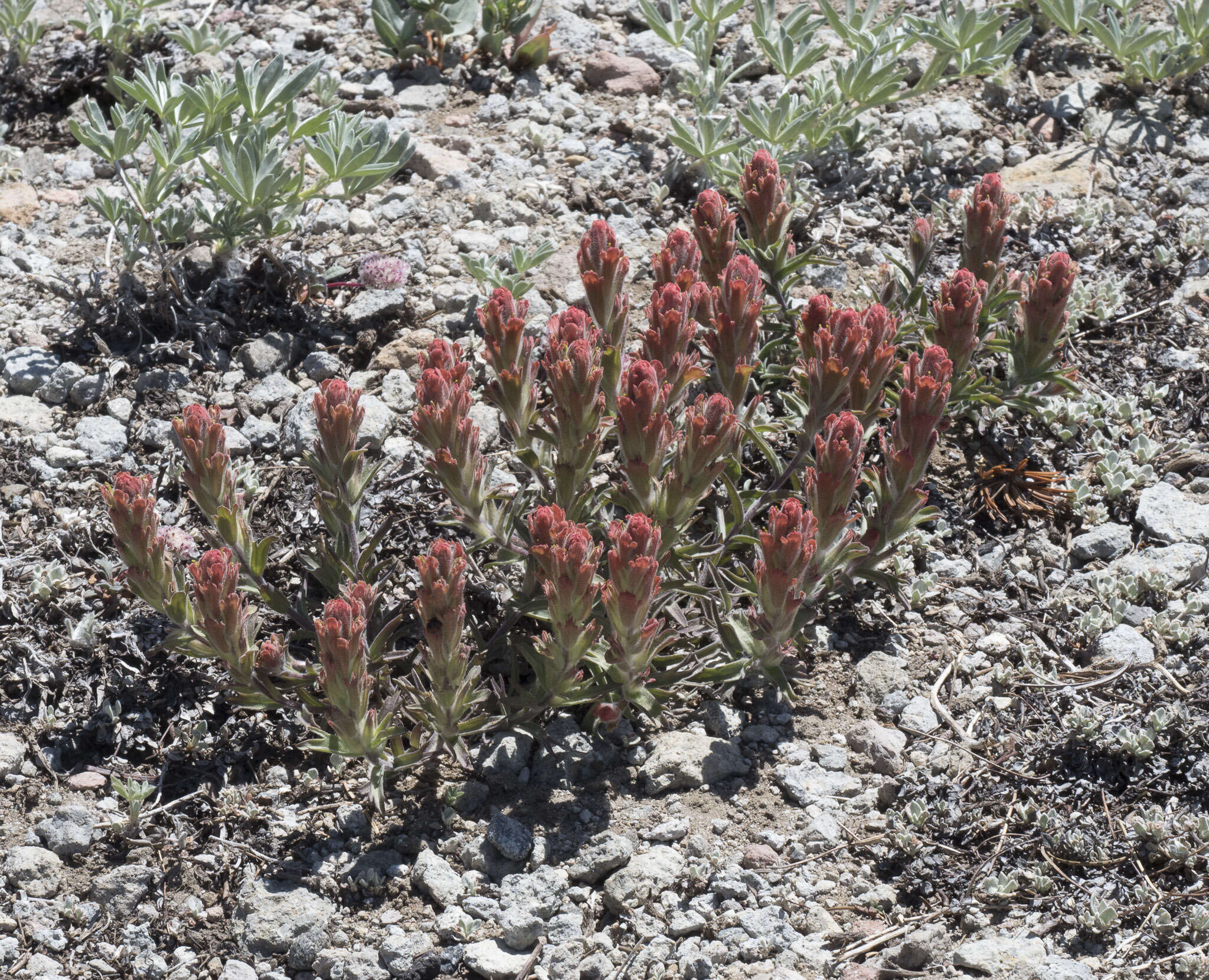 Image of cobwebby Indian paintbrush