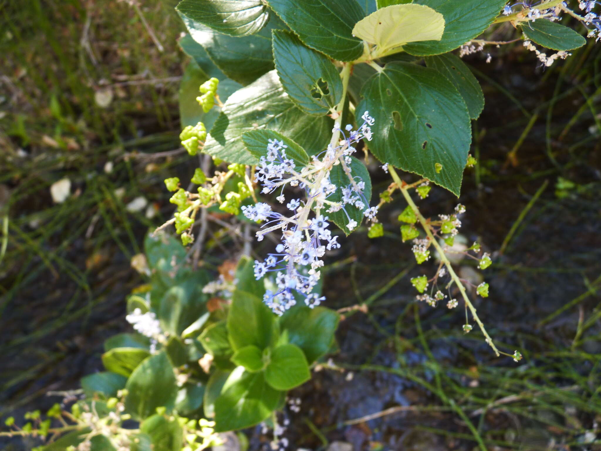 Image de Ceanothus arboreus Greene