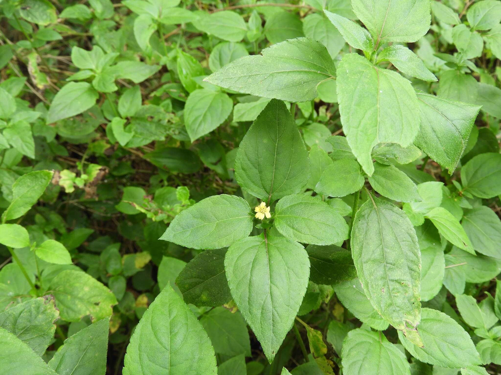 Calyptocarpus brasiliensis (Nees & Mart.) B. L. Turner resmi