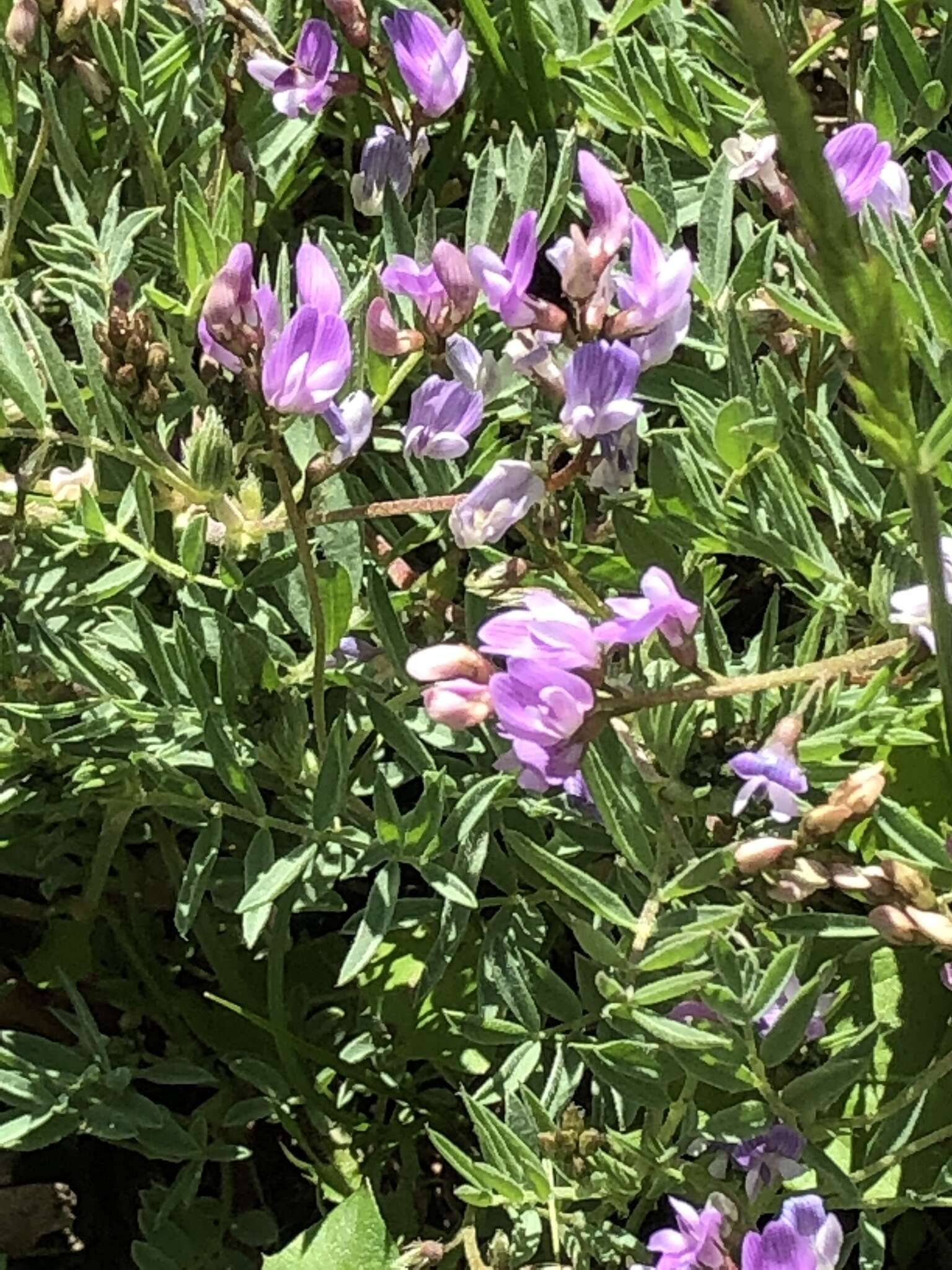 Imagem de Astragalus bourgovii A. Gray