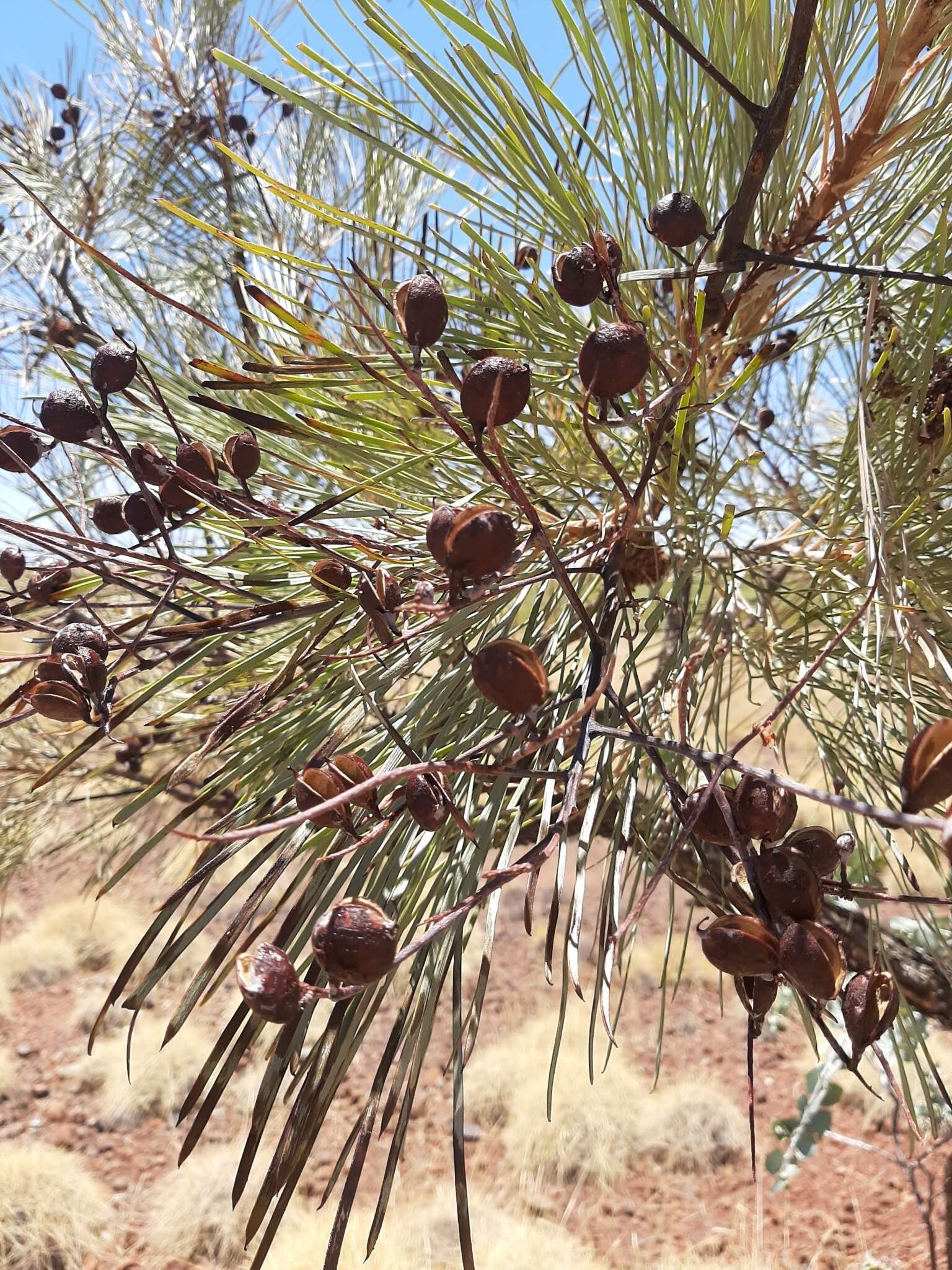 صورة Grevillea pyramidalis subsp. leucadendron (A. Cunn. ex R. Br.) R. O. Makinson