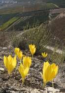 Image de Sternbergia clusiana (Ker Gawl.) Ker Gawl. ex Spreng.