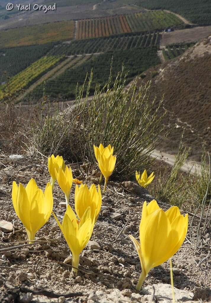 Image de Sternbergia clusiana (Ker Gawl.) Ker Gawl. ex Spreng.