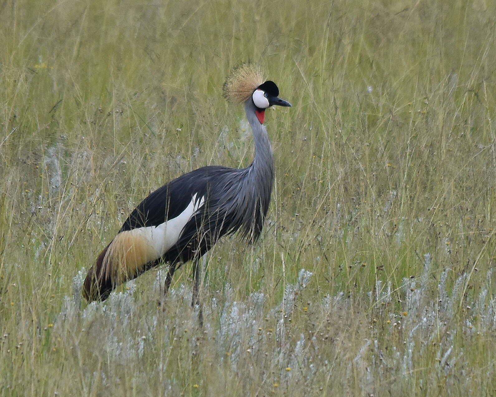 Image of South African Crowned Crane
