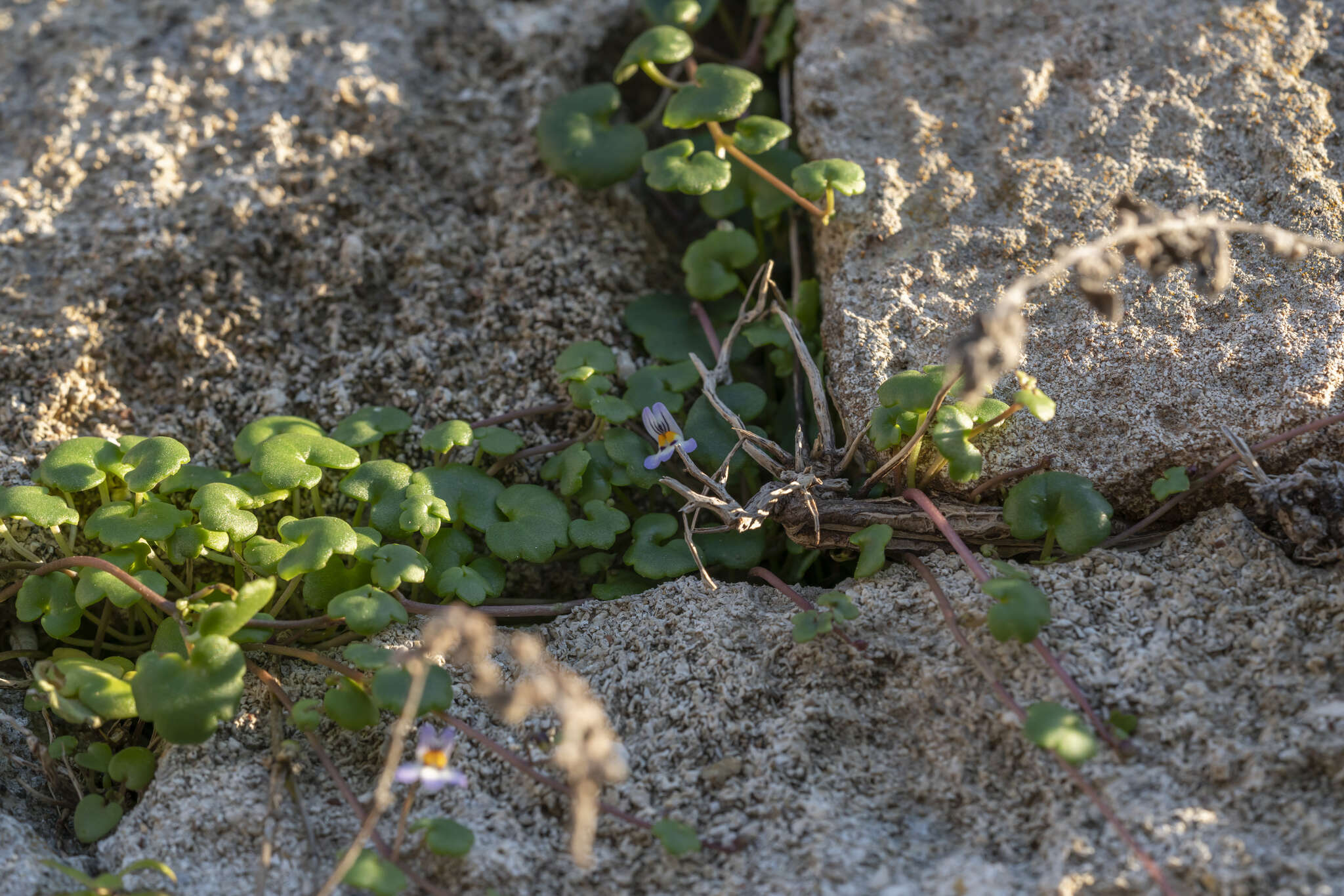 Image of Cymbalaria longipes (Boiss. & Heldr.) A. Cheval.