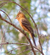 Image of Mitrephanes phaeocercus tenuirostris Brewster 1888