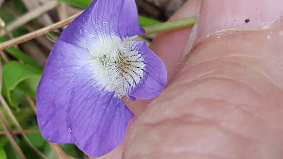 Imagem de Viola novae-angliae House