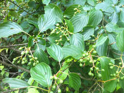 Image of alternateleaf dogwood