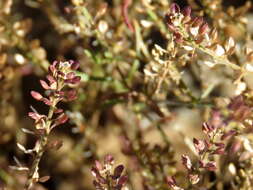 Image of Schinz's pepperweed