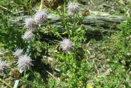 Image of Bombus vancouverensis vancouverensis Cresson 1879