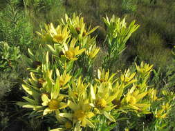 Image of Leucadendron elimense subsp. vyeboomense I. J. M. Williams