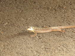 Image of Caucusus Emerald Lizard