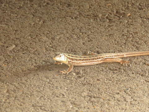 Image of Caucusus Emerald Lizard