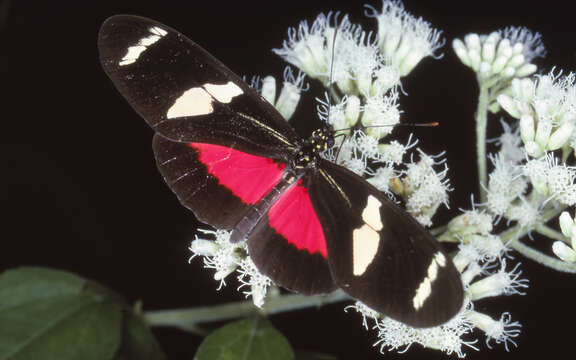 Image of Heliconius ricini insulanus Stichel 1909