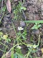 Image of Lobb's Water-Crowfoot