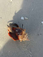 Image of Florida fighting conch