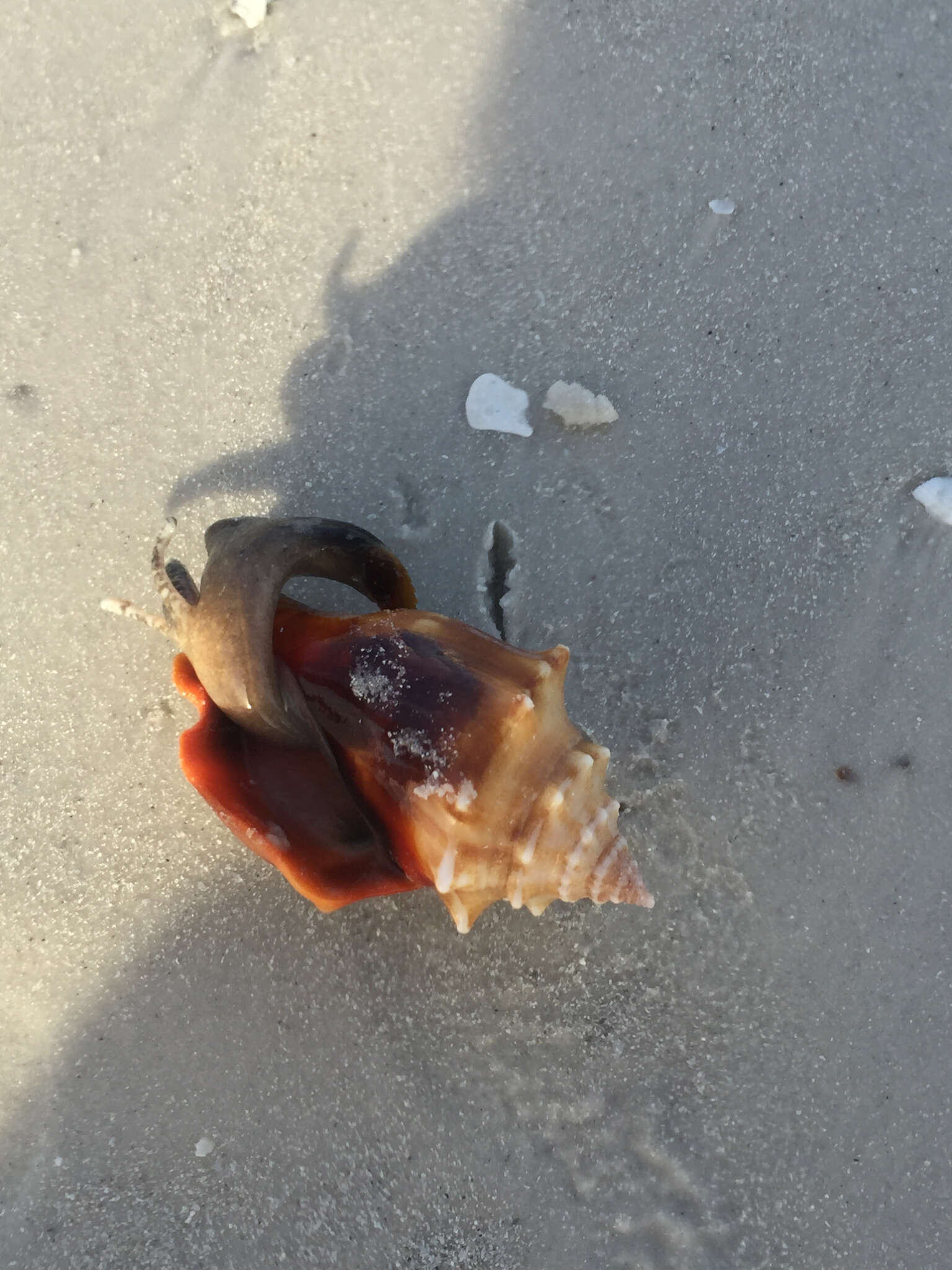 Image of Florida fighting conch