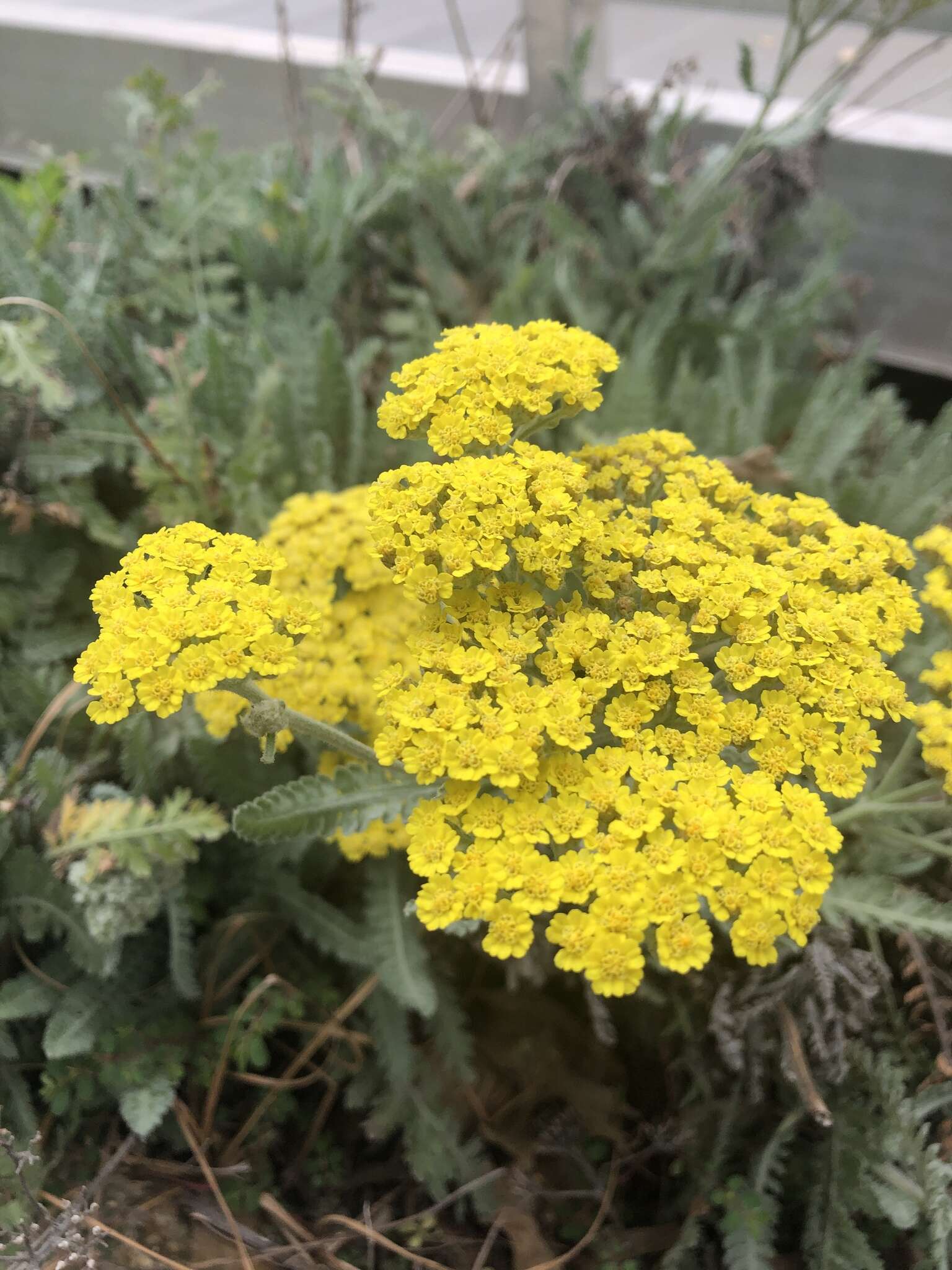 Imagem de Achillea filipendulina Lam.