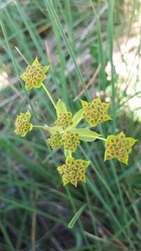 Image of Bupleurum ranunculoides L.