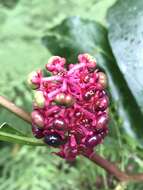 Image of Phytolacca japonica Makino